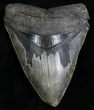 Heavy Serrated Megalodon Tooth #4905-1